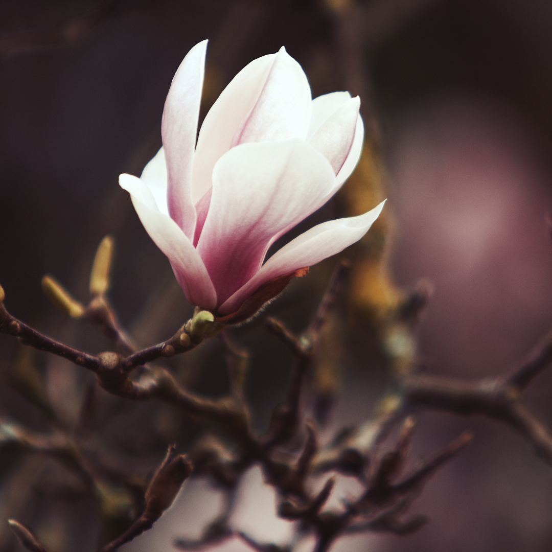 Magnolia Healing Reiki Womens Circles Bendigo  Elmore VIC 